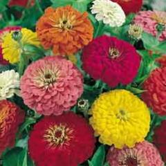 Ostálka 'Profusion Columbus Mix' - Zinnia hybrida 'Profusion Columbus Mix'