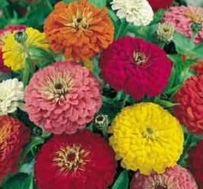 Ostálka 'Profusion Columbus Mix' - Zinnia hybrida 'Profusion Columbus Mix'