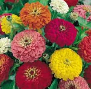 Ostálka 'Profusion Columbus Mix'