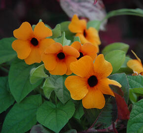 Smatavka, thunbergie křídlatá 'Red Orange' - Thunbergia alata 'Red Orange'