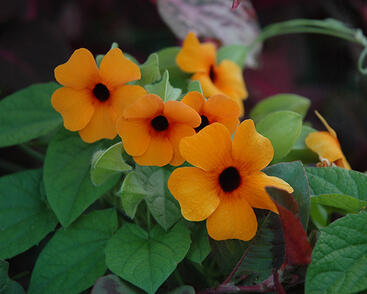 Smatavka, thunbergie křídlatá 'Red Orange'