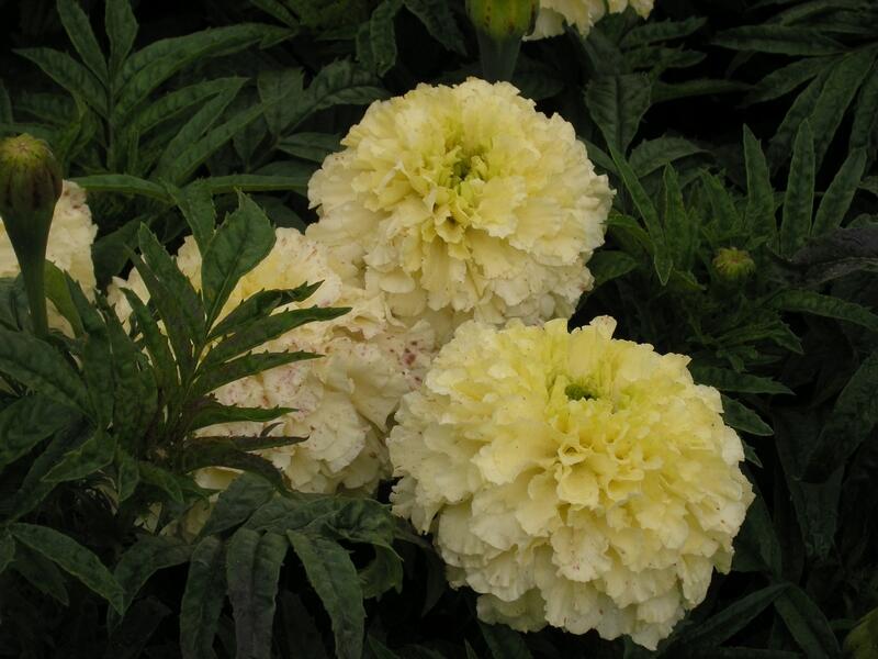 Aksamitník vzpřímený, afrikán 'Vanilla' - Tagetes erecta 'Vanilla'