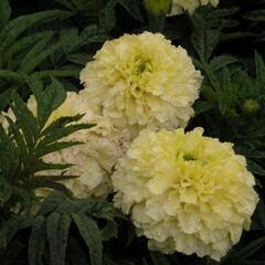 Aksamitník vzpřímený, afrikán 'Vanilla' - Tagetes erecta 'Vanilla'