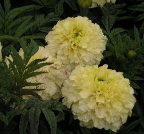 Aksamitník vzpřímený, afrikán 'Vanilla' - Tagetes erecta 'Vanilla'