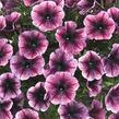 Petúnie 'Cascadias Purple Ice' - Petunia hybrida 'Cascadias Purple Ice'