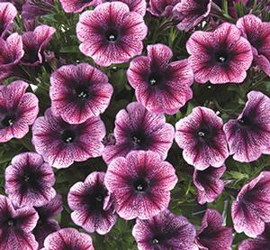Petúnie 'Cascadias Purple Ice' - Petunia hybrida 'Cascadias Purple Ice'
