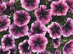 Petúnie 'Cascadias Purple Ice' - Petunia hybrida 'Cascadias Purple Ice'