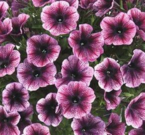 Petúnie 'Cascadias Purple Ice' - Petunia hybrida 'Cascadias Purple Ice'