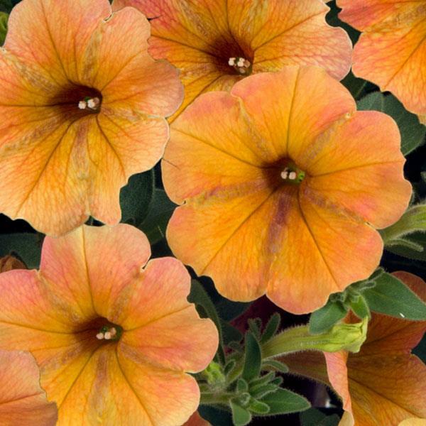 Petúnie 'Cascadias Indian Summer' - Petunia hybrida 'Cascadias Indian Summer'