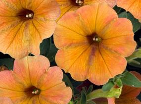 Petúnie 'Cascadias Indian Summer' - Petunia hybrida 'Cascadias Indian Summer'