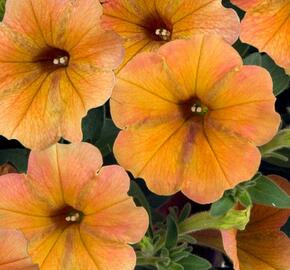 Petúnie 'Cascadias Indian Summer' - Petunia hybrida 'Cascadias Indian Summer'