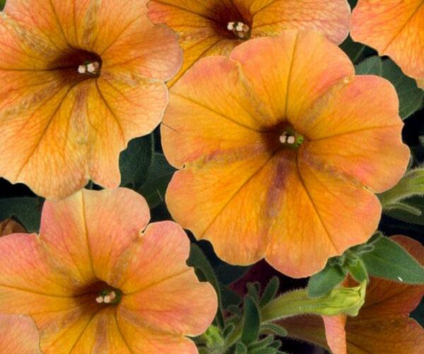 Petúnie 'Cascadias Indian Summer' - Petunia hybrida 'Cascadias Indian Summer'