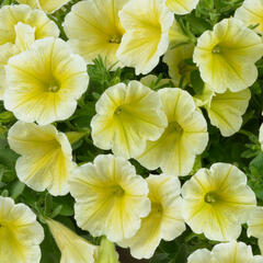 Petúnie 'Ray Sunshine' - Petunia hybrida 'Ray Sunshine'