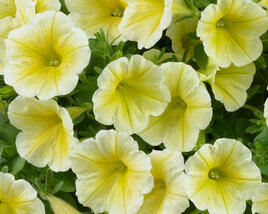 Petúnie 'Ray Sunshine'