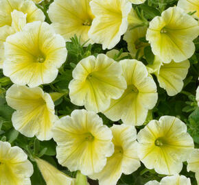 Petúnie 'Ray Sunshine' - Petunia hybrida 'Ray Sunshine'