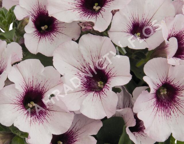 Petúnie 'Surprise White Orchid' - Petunia hybrida 'Surprise White Orchid'