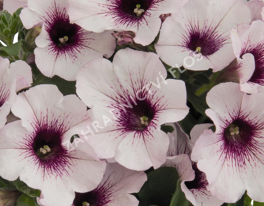 Petúnie 'Surprise White Orchid' - Petunia hybrida 'Surprise White Orchid'