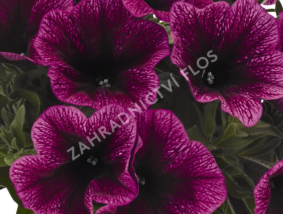 Petúnie 'Sweetunia Purple Gem' - Petunia hybrida 'Sweetunia Purple Gem'