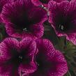 Petúnie 'Sweetunia Purple Gem' - Petunia hybrida 'Sweetunia Purple Gem'