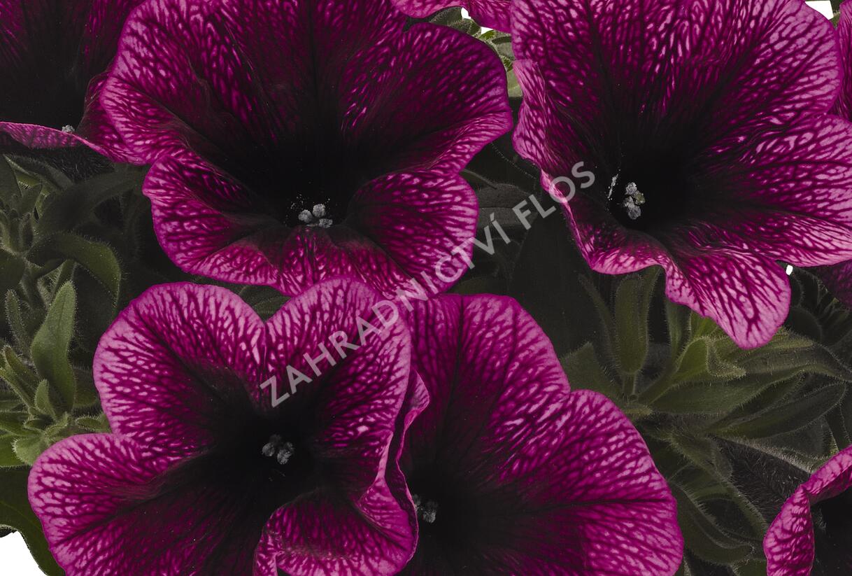 Petúnie 'Sweetunia Purple Gem' - Petunia hybrida 'Sweetunia Purple Gem'