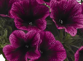 Petúnie 'Sweetunia Purple Gem' - Petunia hybrida 'Sweetunia Purple Gem'