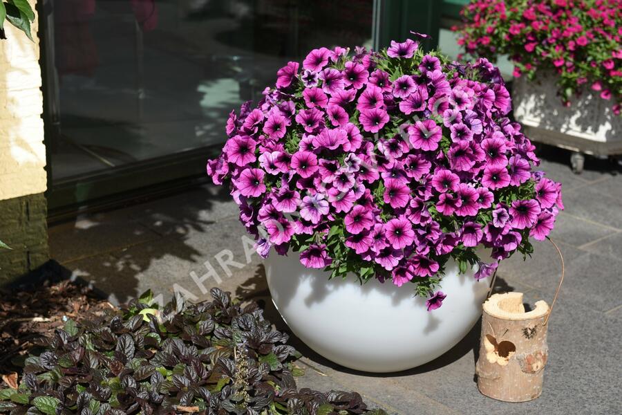 Petúnie 'Sweetunia Purple Gem' - Petunia hybrida 'Sweetunia Purple Gem'