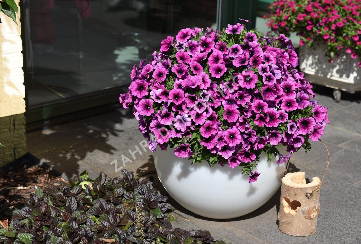 Petúnie 'Sweetunia Purple Gem' - Petunia hybrida 'Sweetunia Purple Gem'