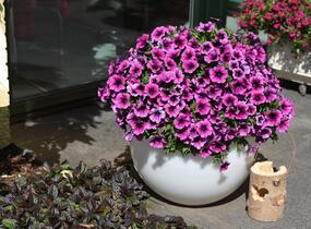 Petúnie 'Sweetunia Purple Gem' - Petunia hybrida 'Sweetunia Purple Gem'