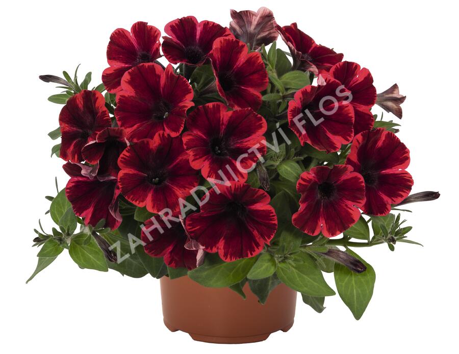 Petúnie 'Sweetunia Fiona Flash' - Petunia hybrida 'Sweetunia Fiona Flash'