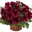 Petúnie 'Sweetunia Fiona Flash' - Petunia hybrida 'Sweetunia Fiona Flash'