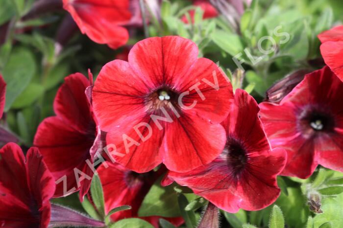 Petúnie 'Sweetunia Fiona Flash' - Petunia hybrida 'Sweetunia Fiona Flash'