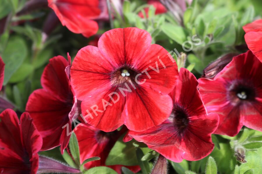 Petúnie 'Sweetunia Fiona Flash' - Petunia hybrida 'Sweetunia Fiona Flash'
