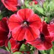 Petúnie 'Sweetunia Fiona Flash' - Petunia hybrida 'Sweetunia Fiona Flash'