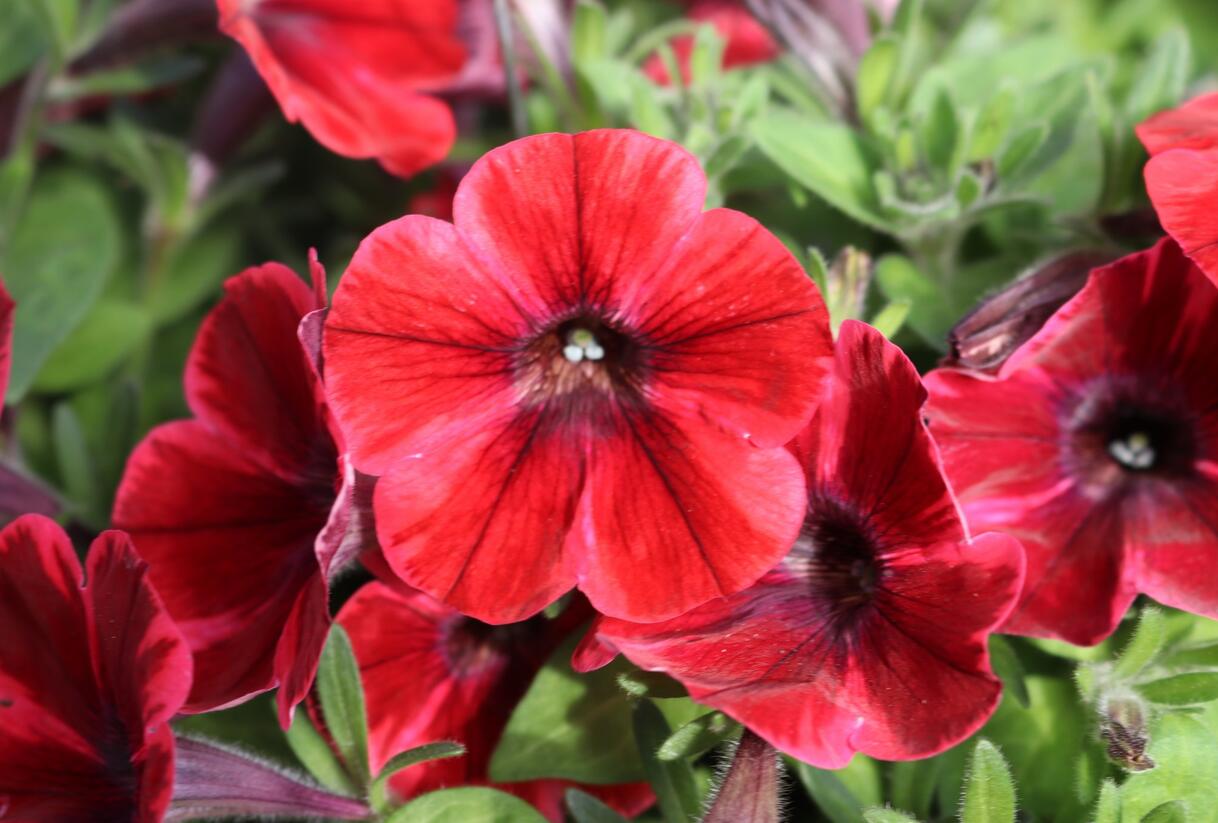 Petúnie 'Sweetunia Fiona Flash' - Petunia hybrida 'Sweetunia Fiona Flash'