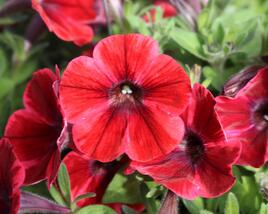 Petúnie 'Sweetunia Fiona Flash'