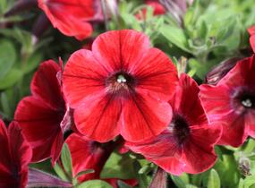Petúnie 'Sweetunia Fiona Flash' - Petunia hybrida 'Sweetunia Fiona Flash'