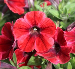 Petúnie 'Sweetunia Fiona Flash' - Petunia hybrida 'Sweetunia Fiona Flash'