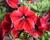 Petúnie 'Sweetunia Fiona Flash'