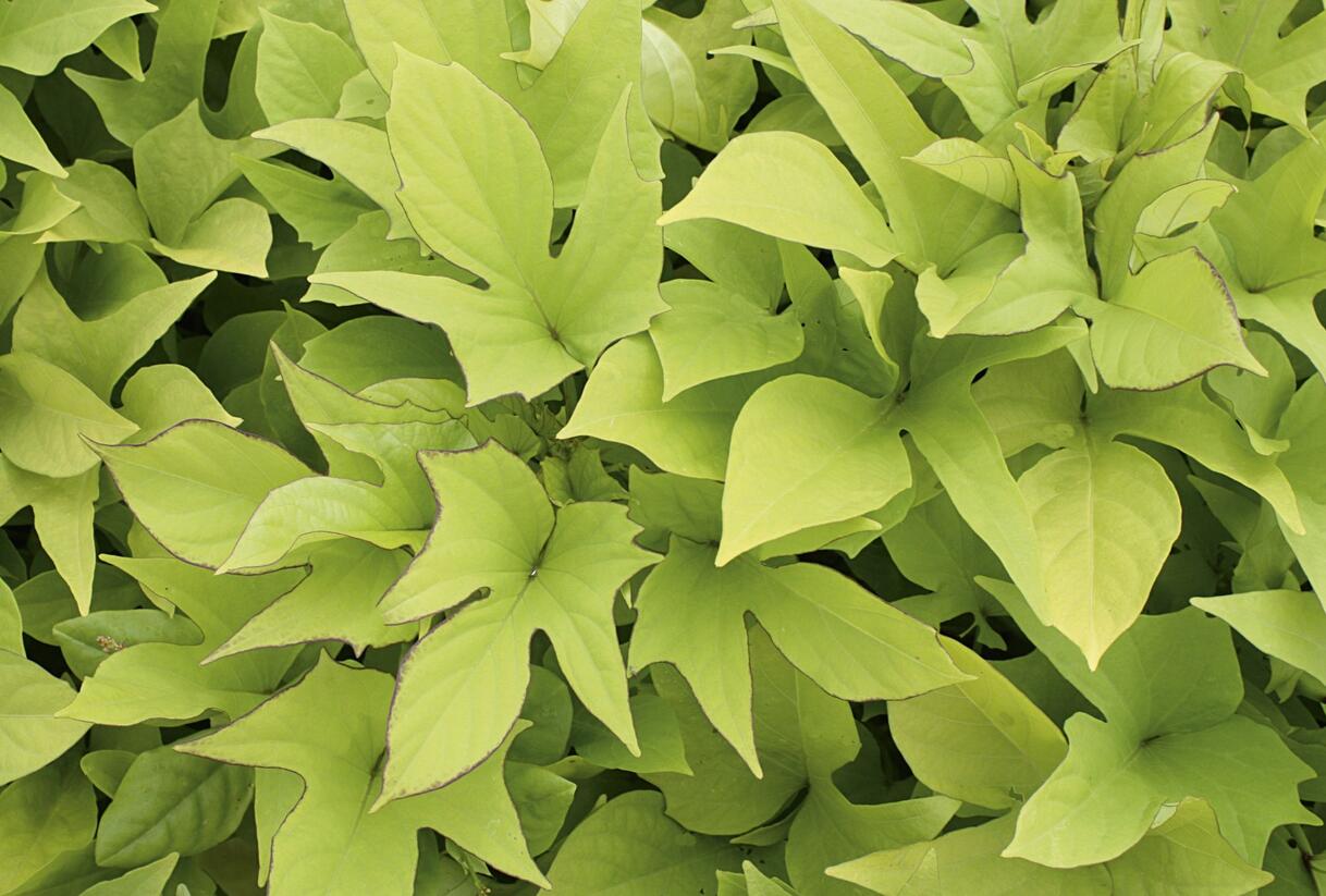Povíjnice batátová 'Compact Yellow' - Ipomoea batatas 'Compact Yellow'