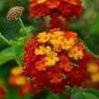 Libora měňavá 'Evita Power Red' - Lantana camara 'Evita Power Red'