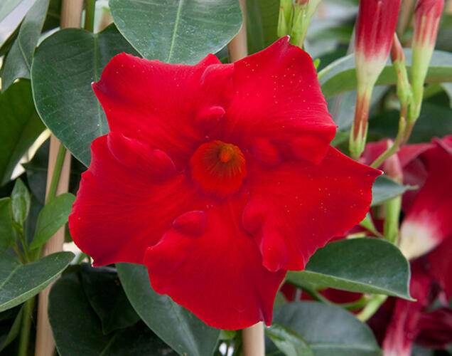 Diplandénie 'Magnetica Dark Red' - Mandevilla sanderi 'Magnetica Dark Red'