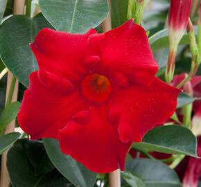 Diplandénie 'Magnetica Dark Red' - Mandevilla sanderi 'Magnetica Dark Red'