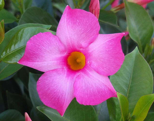 Diplandénie 'Magnetica Pink' - Mandevilla sanderi 'Magnetica Pink'