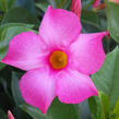 Diplandénie 'Magnetica Pink' - Mandevilla sanderi 'Magnetica Pink'