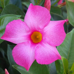 Diplandénie 'Magnetica Pink' - Mandevilla sanderi 'Magnetica Pink'