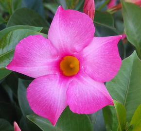 Diplandénie 'Magnetica Pink' - Mandevilla sanderi 'Magnetica Pink'