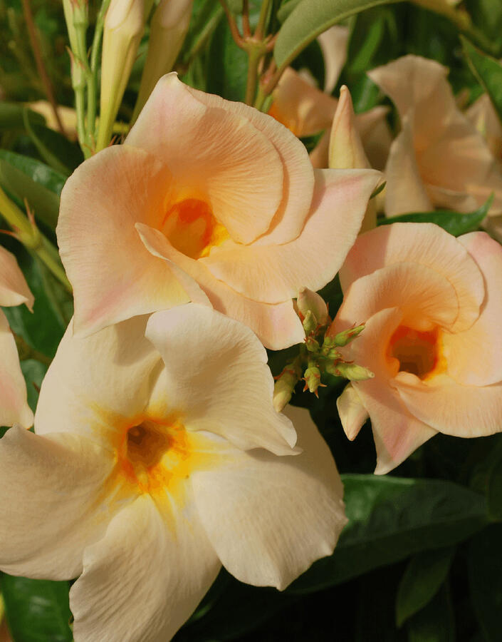 Diplandénie 'Sundaville Classic Apricot' - Mandevilla sanderi 'Sundaville Classic Apricot'