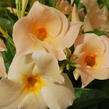 Diplandénie 'Sundaville Classic Apricot' - Mandevilla sanderi 'Sundaville Classic Apricot'