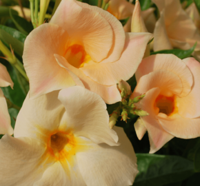 Diplandénie 'Sundaville Classic Apricot' - Mandevilla sanderi 'Sundaville Classic Apricot'