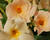 Diplandénie 'Sundaville Classic Apricot'